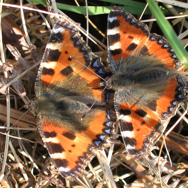 Petites tortues (Aglais urticae) &copy; Gilles Bentz / LPO